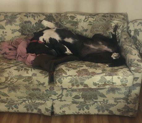 Ladd's dog Phoebe loves to relax on a couch in his art studio while he works.