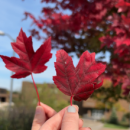 Red leaves on campus