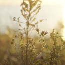 Skä•noñh - Great Law of Peace Center - Thanksgiving Address