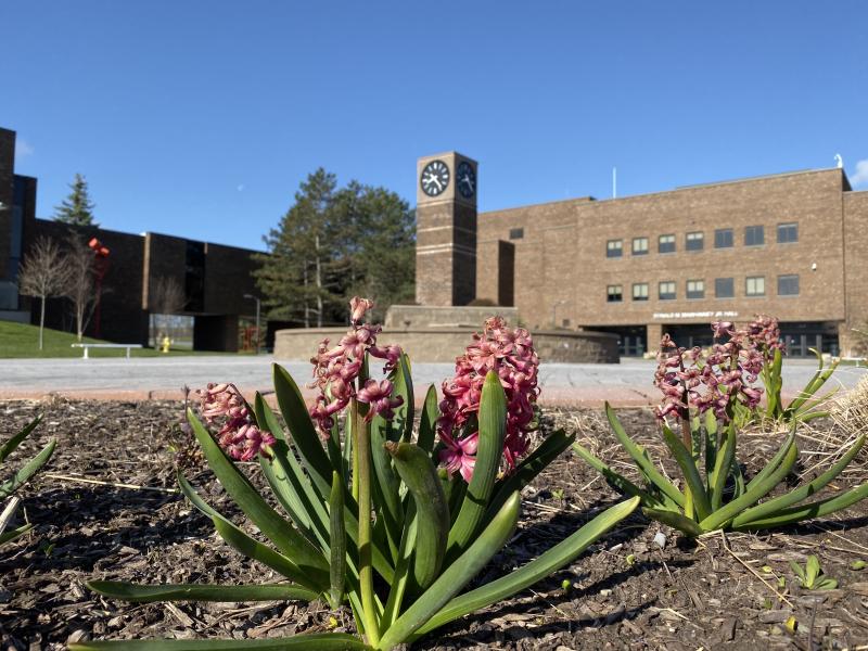 Clock Tower on West Campus with pink flowers in the foreground