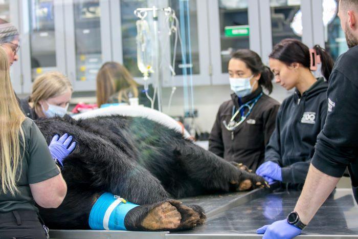 An Andean bear was treated in the Animal Health Center at the Rosamond Gifford Zoo earlier this year. A new agreement between OCC and SUNY Delhi will give students interested in careers in Veterinary Science the opportunity to access hands-on , experiential learning at the zoo.