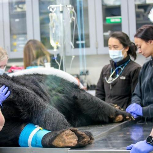 An Andean bear was treated in the Animal Health Center at the Rosamond Gifford Zoo earlier this year. A new agreement between OCC and SUNY Delhi will give students interested in careers in Veterinary Science the opportunity to access hands-on , experiential learning at the zoo.