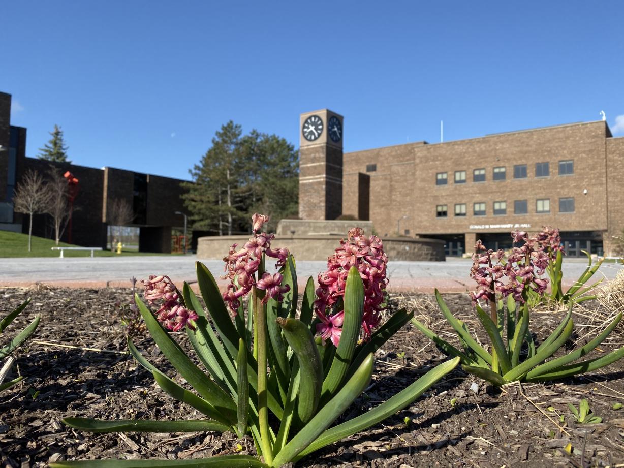 Clock Tower on West Campus with pink flowers in the foreground