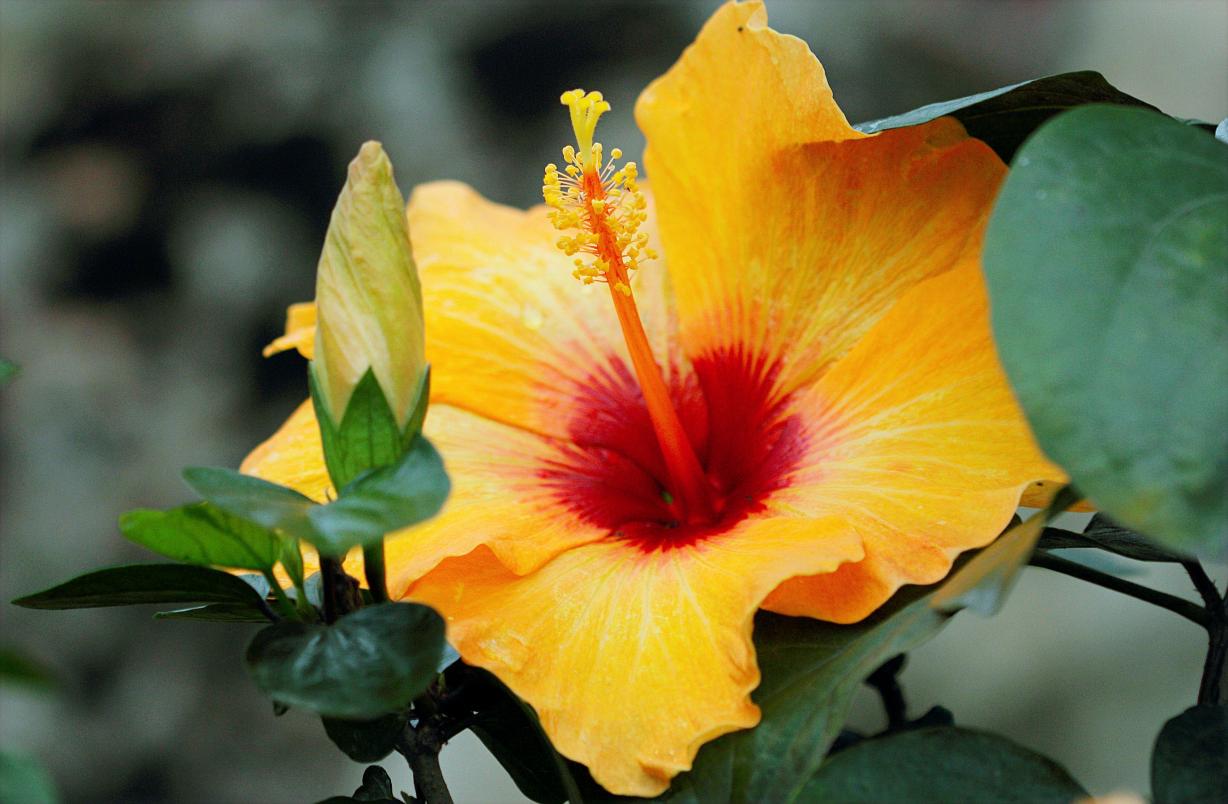 Yellow hibiscus - the state flower of Hawaii photo by  Hiếu Hoàng Yellow hibiscus - the state flower of Hawaii photo by  Hiếu Hoàng